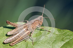 Close up of a brown little cricket sitting on a green leaf. The background is blue with light streaks