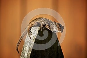 Close up of brown lizard on fence post looking at viewer