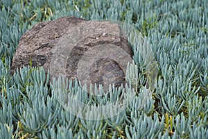 Close up of brown lizard of Madeira island, known as Lagartixa, Red soil at sao lourenco, Portugal