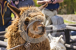 Close up of Brown llama or alpaca animal photo