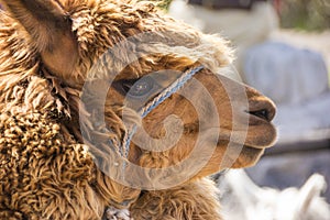 Close up of Brown llama or alpaca animal photo