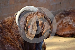 Close Up of Brown Male Goat Head