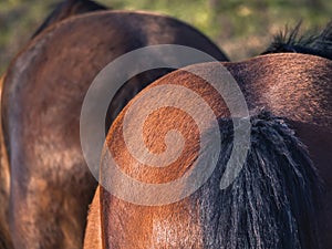 Close-up of a brown mare\'s rump