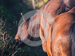 Close-up of a brown mare's rump