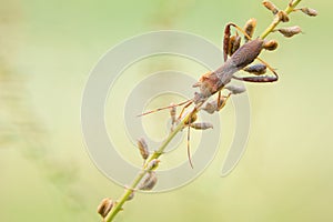 Nabidae stinkbug