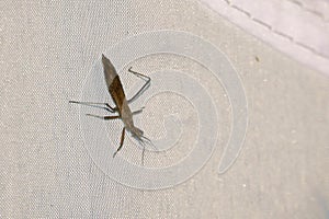 Nabidae stinkbug