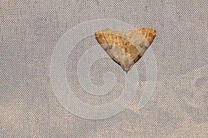 Noctuidae moth