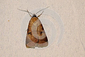 Noctuidae moth