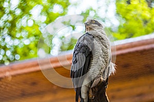 A close-up of a brown northern goshawk