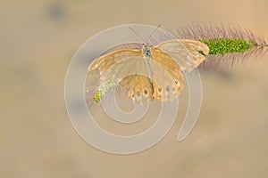 nymphalidae butterfly photo