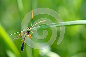 Close-up of a Brown-orange colored wasp Ammophila Ichneumonidae Netelia, clinged to a blade of grass