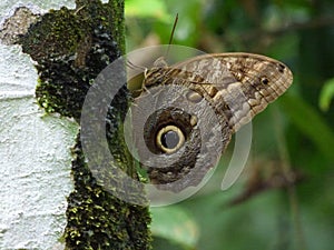 Close-up of a brown owl butterfly sitting on the trunk of a tree