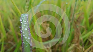 Close up of brown paddy rice field under sunrise