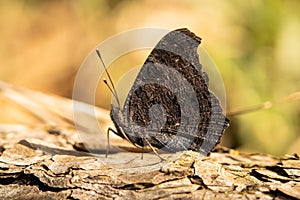Close-up of a brown peacock eye butterfly perched atop a tree trunk