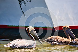 Close up of a brown pelican.