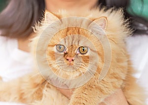 Close up brown persian cat looking stare