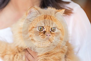 Close up brown persian cat looking stare