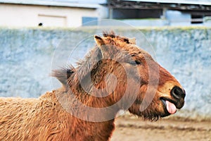 Close up of a brown pony muzzle in his natural environment.