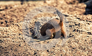 A Brown Prairie Dog