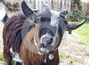 close up of a brown pygmy goat