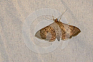 Pyralidae moth