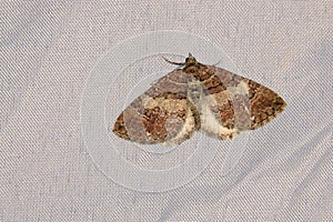 Pyralidae moth