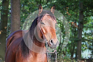 Close up of a brown quarter horse head