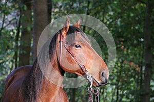 Close up of a brown quarter horse head