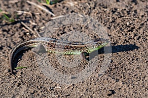 Close-up brown quick lizard on the ground