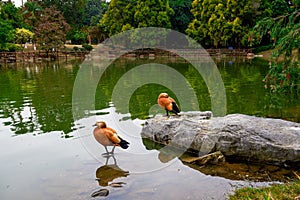 Close-up of a brown red duck by the pond