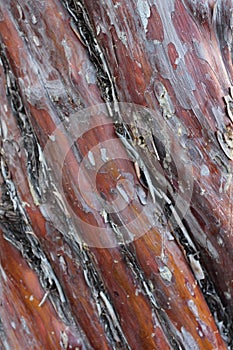 Close up of the brown  red and orange peeling bark of a Cypress tree trunk