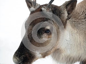 Close up brown Reindeer, eye reflected human, portrait in the white snow Sami Finland, Lapland Scandinavia,