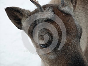 close up brown reindeer portrait in the snow sami finland lapland scandinavia