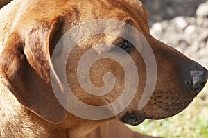 Close up of Brown Rhodesian Ridgeback dog head