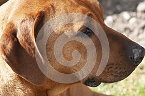 Close up of Brown Rhodesian Ridgeback dog head photo