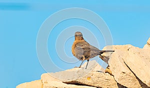 close up of Brown rock chat