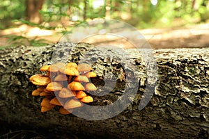 Close up of brown rough tree trunk lying horizontal with orange mushrooms