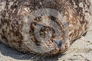 Close Up of Brown Seal Sleeping