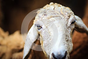 Close up brown sheep in the sheep farm. Sheep in the farm waiting for food.