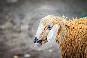 Close up brown sheep in the sheep farm. Sheep in the farm waiting for food.