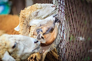 Close up brown sheep in the sheep farm. Sheep in the farm waiting for food.