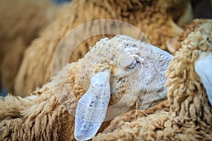 Close up brown sheep in the sheep farm. Sheep in the farm waiting for food.