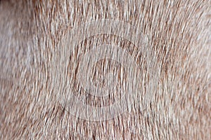 Close up of brown short haired healthy dog fur without undercoat photo