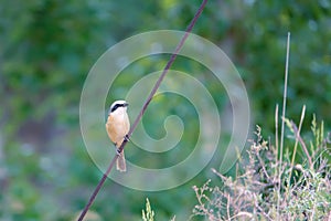 Brown Shrike