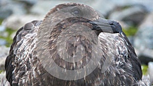 Close up of a brown skua