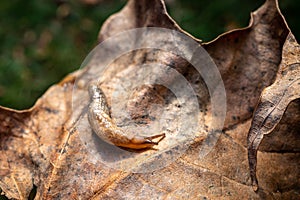 Close-up of a brown slug on a textured dry leaf
