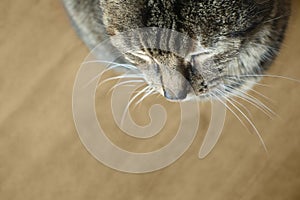 Close up of a brown tabby cat nose with whiskers