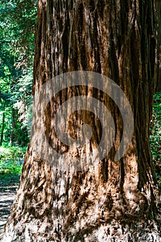 Close-up of brown textured trunk of evergreen Sequoia sempervirens Glauca Coast Redwood Tree in Arboretum Park Southern Cultures