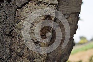 Close-up of brown tree bark texture and green Bokeh background, texture of tree trunks with some appearing blurred, Bark of tree,