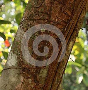 Close up of a brown tree trunk with a small black butterfly with white dots and orange stripes on it